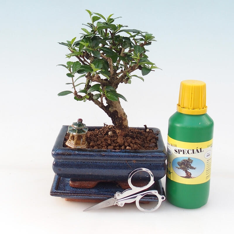 Bonsai set de regalo - Tea- fuki - Carmona microphylla