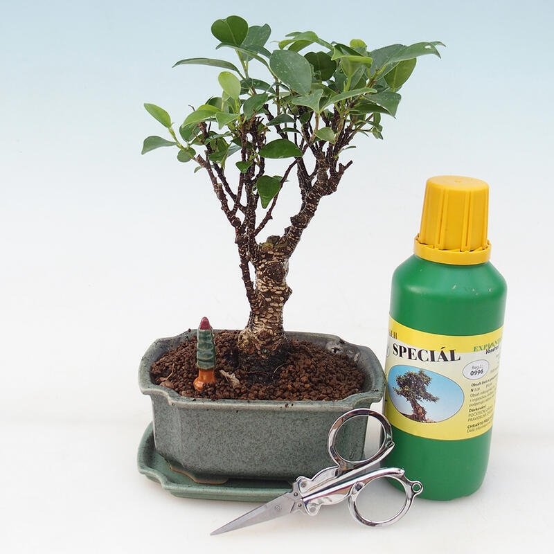 Bonsai set de regalo - Ficus retusa