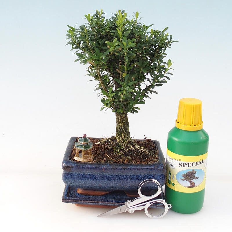 Bonsai Gift Set - Buxus de corcho - Buxus harlandii