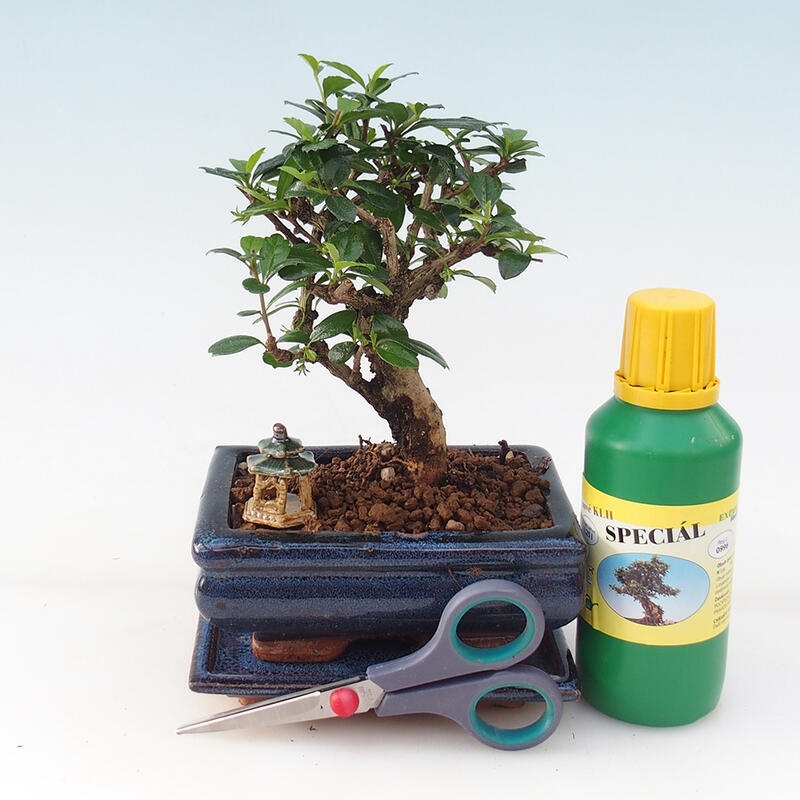 Bonsai set de regalo para chicos - Tea- fuki - Carmona microphylla