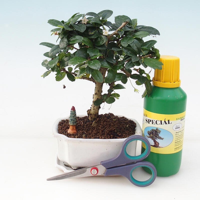 Bonsai set de regalo para chicos - Tea- fuki - Carmona microphylla