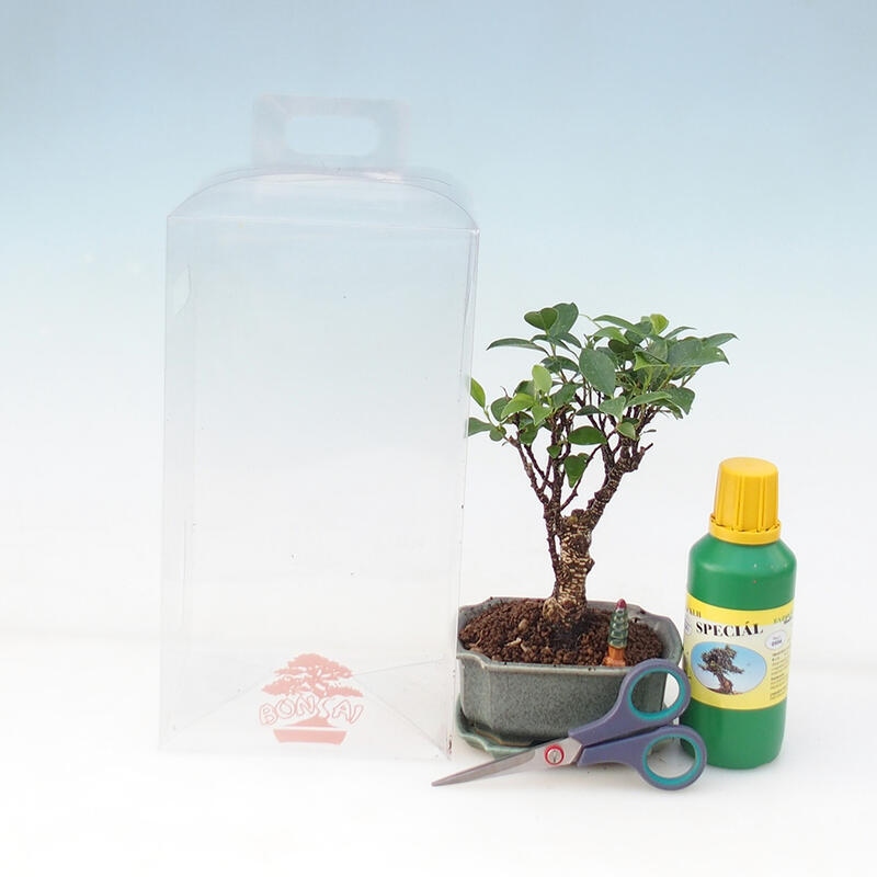 Bonsai set de regalo para niños - Ficus retusa