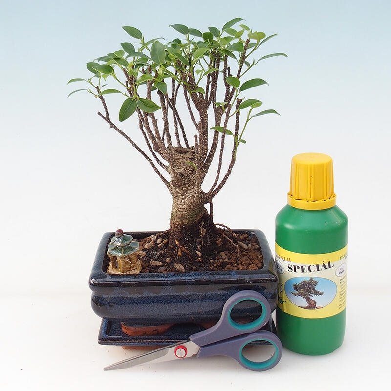Bonsai set de regalo para niños - Ficus retusa