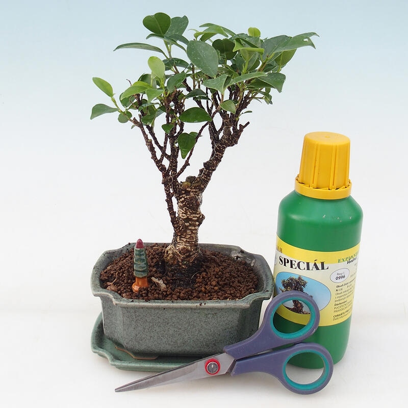Bonsai set de regalo para niños - Ficus retusa