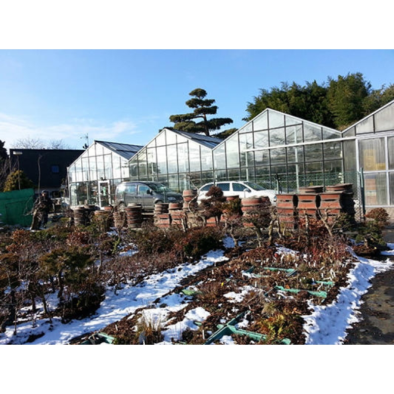 Cuenco bonsái 41 x 33 x 10 cm