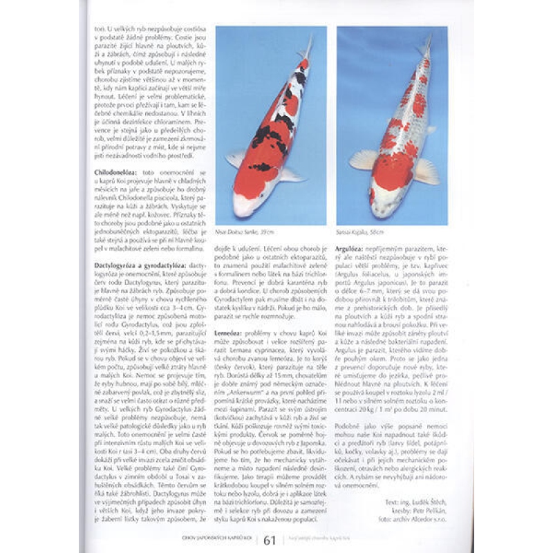 Bonsáis y jardines japoneses nº 63