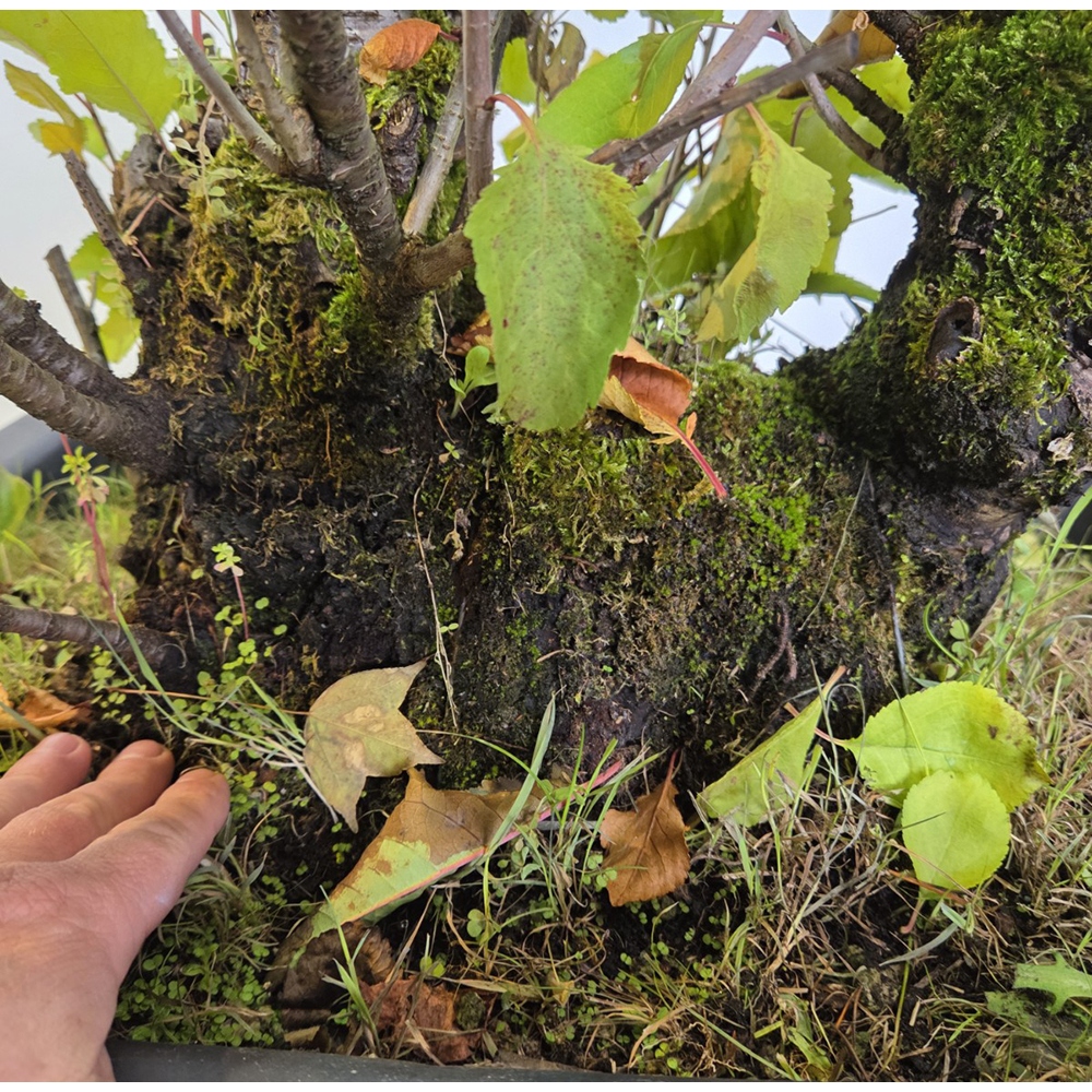 Bonsái de exterior Cerezo - Prunus aviata