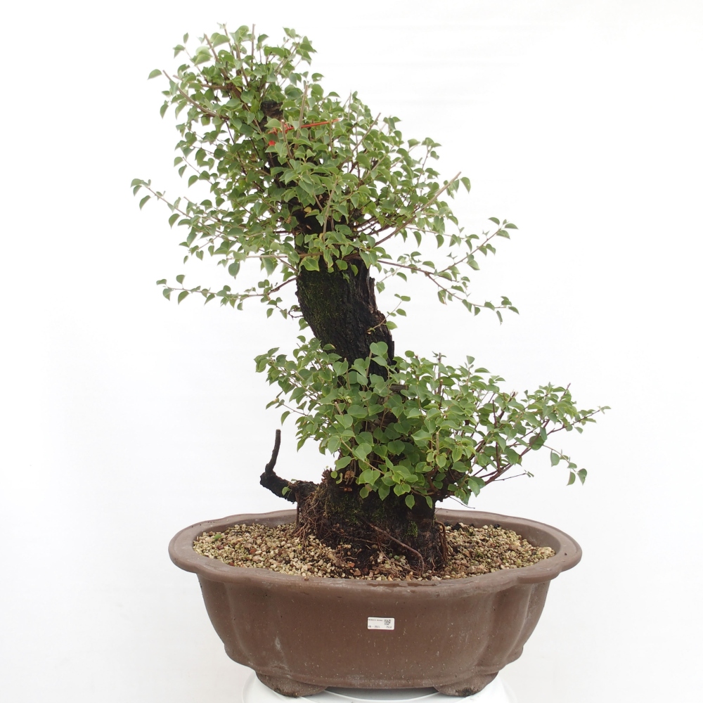 Bonsai de exterior - Mahalebka - Prunus mahaleb