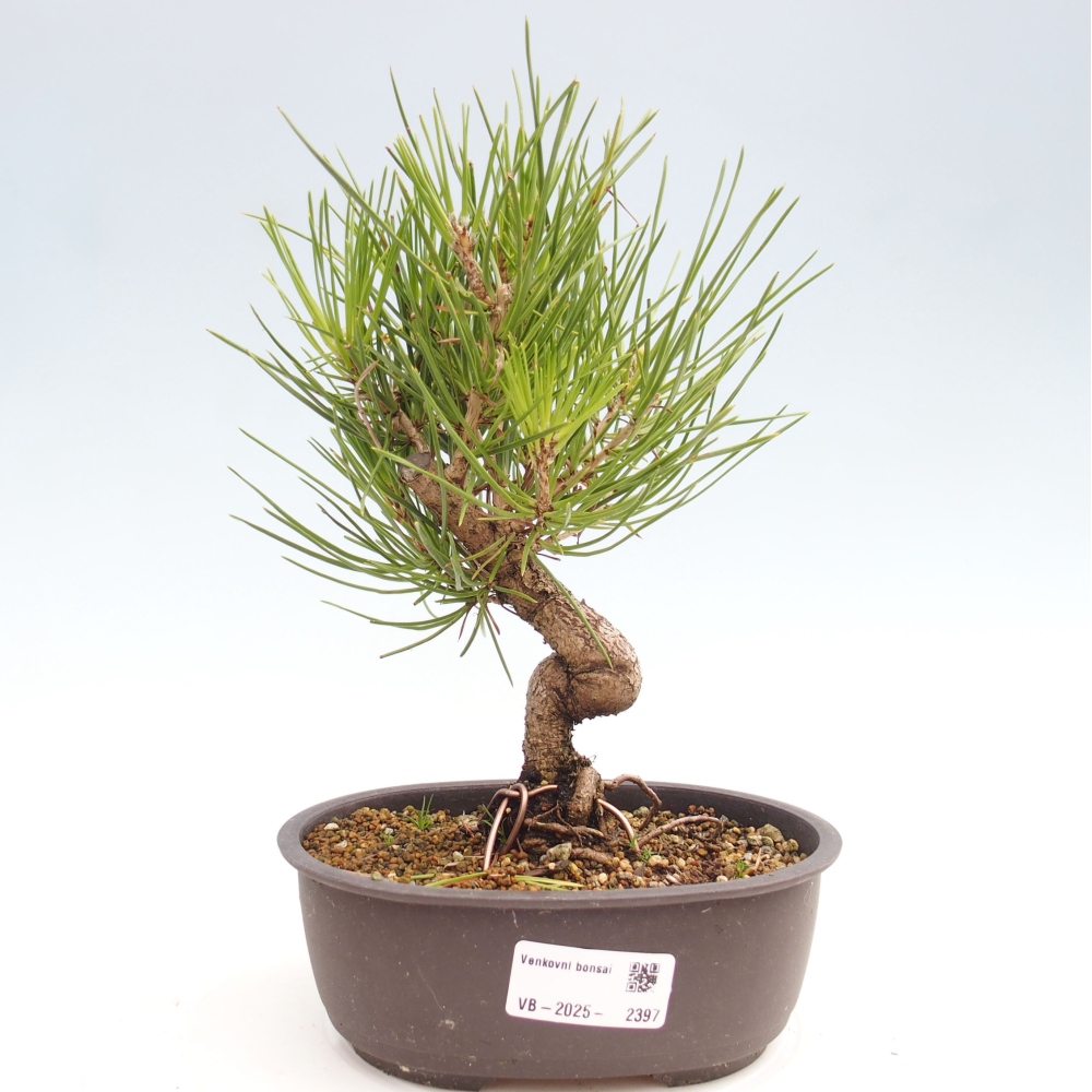 Bonsái de exterior - Pinus thunbergii - Pino Thunberg