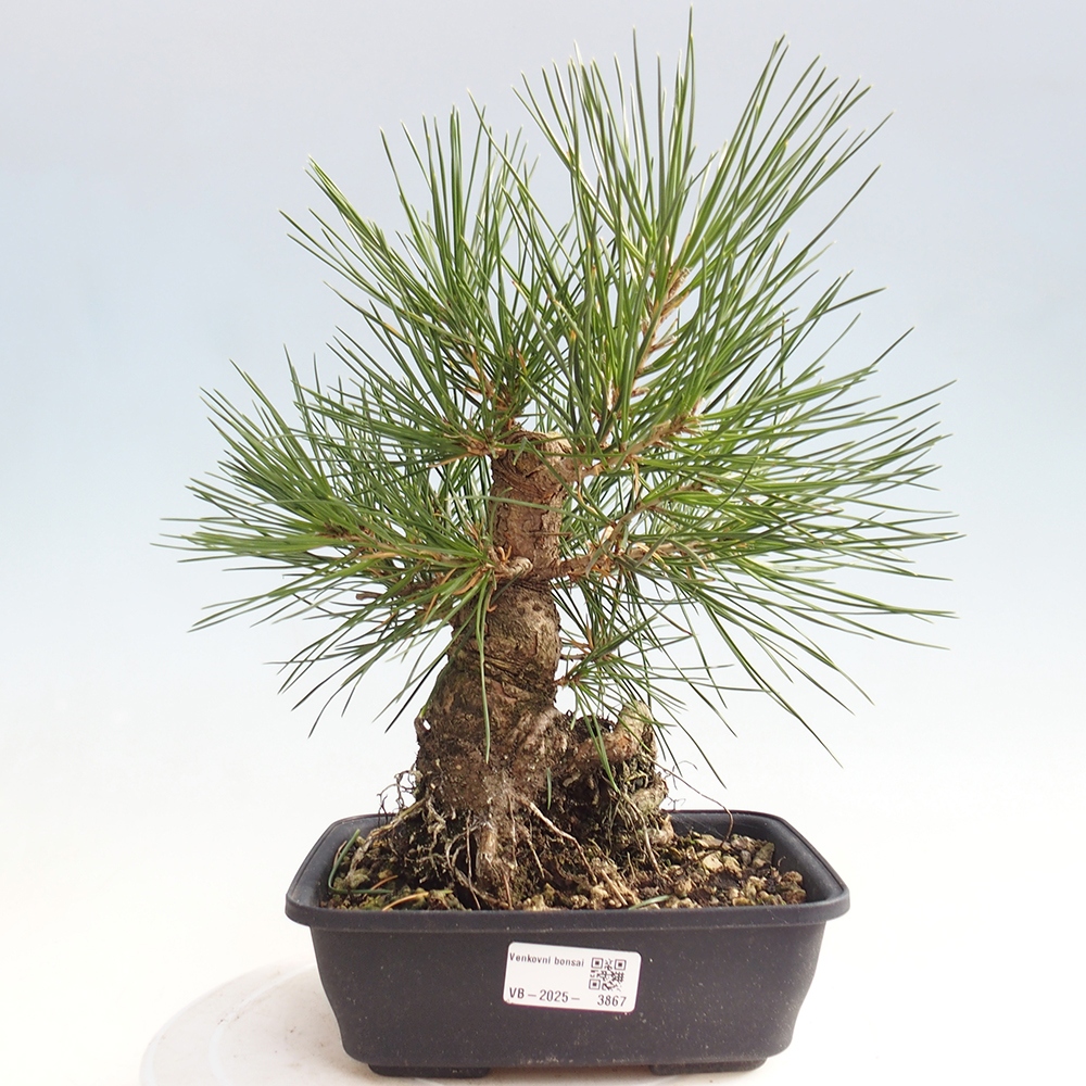 Bonsái de exterior - Pinus thunbergii - Pino Thunberg