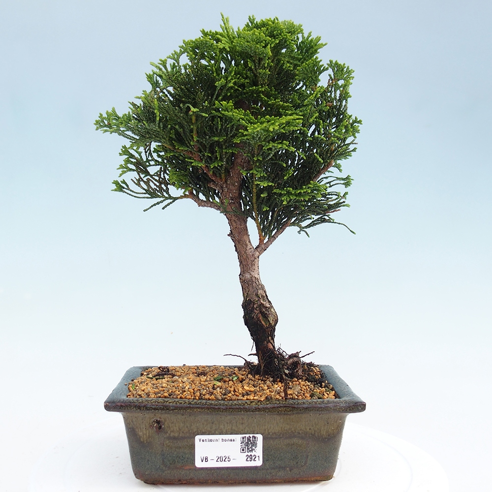 Bonsai de exterior - Cham.pis obtusa Nana Gracilis - Ciprés
