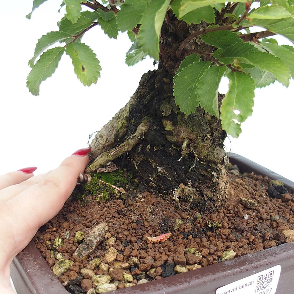 Bonsai de exterior - Zelkova - Zelkova NIRE
