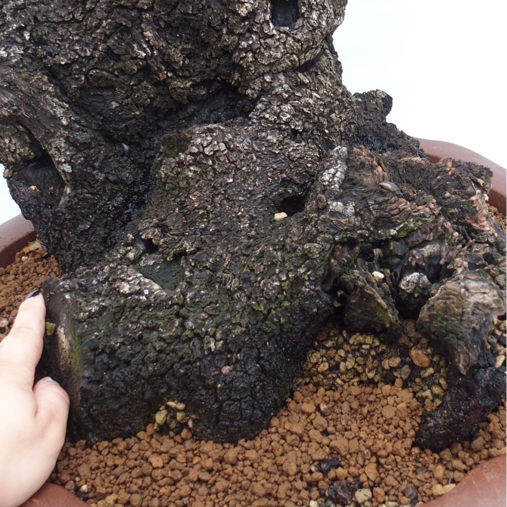 Yamadori - Quercus Ilex - Acebo de encina