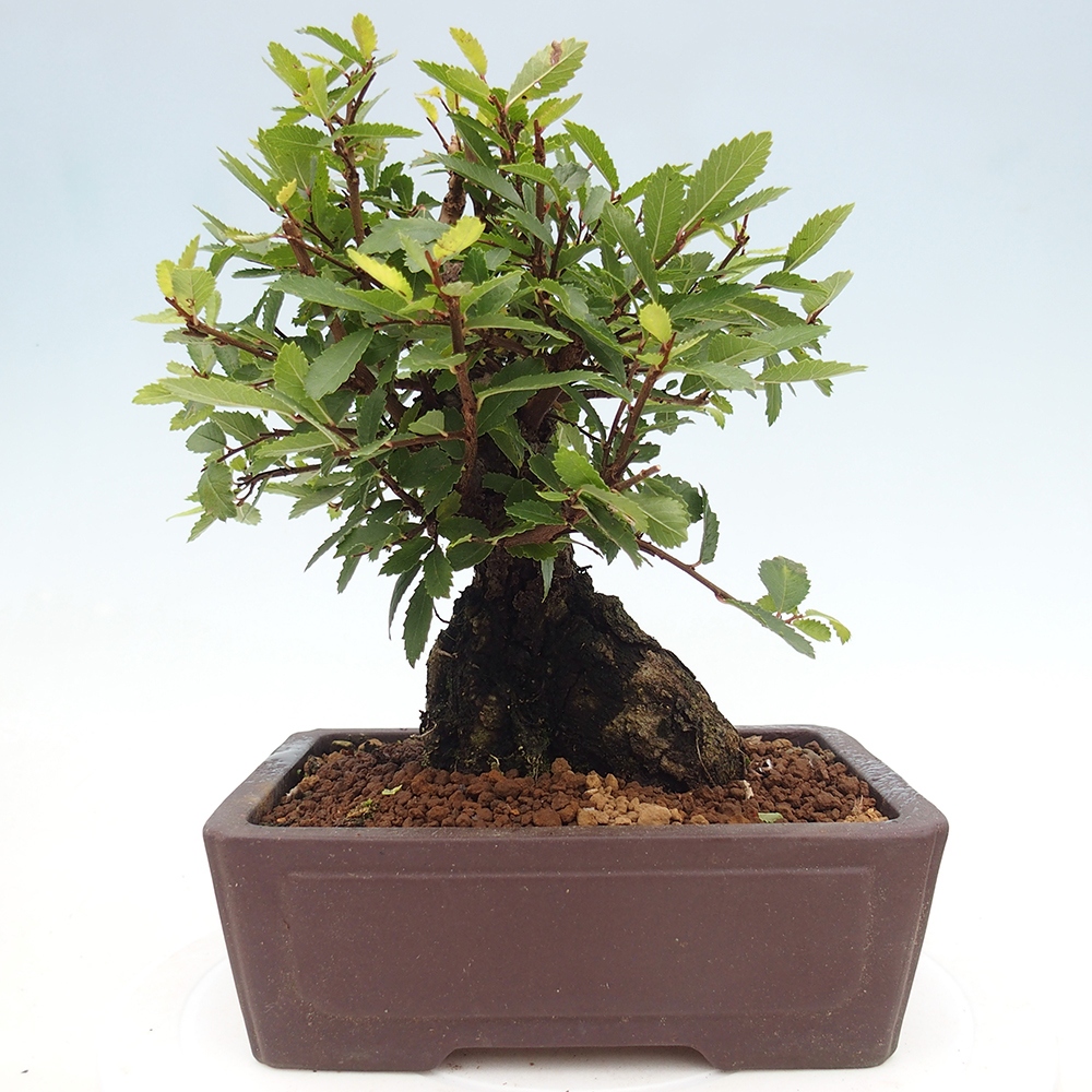 Bonsai de exterior - Zelkova - Zelkova NIRE