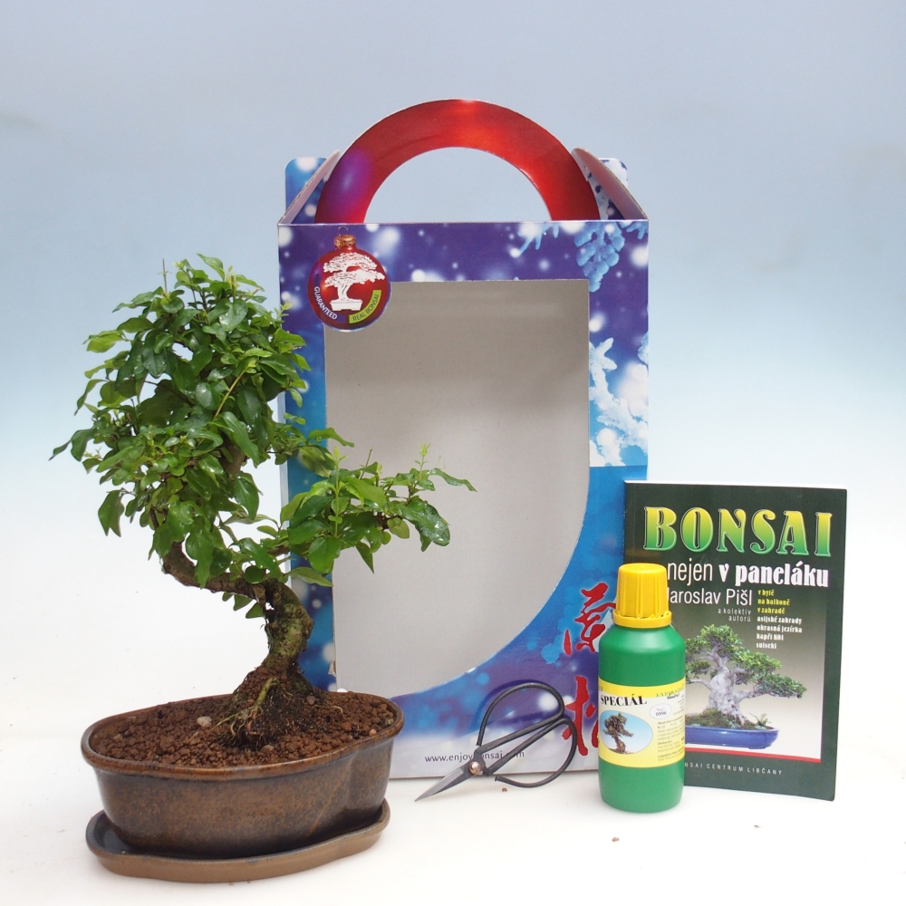 Bonsái de habitación en caja de regalo Ligustrum chinensis - Pico de pájaro