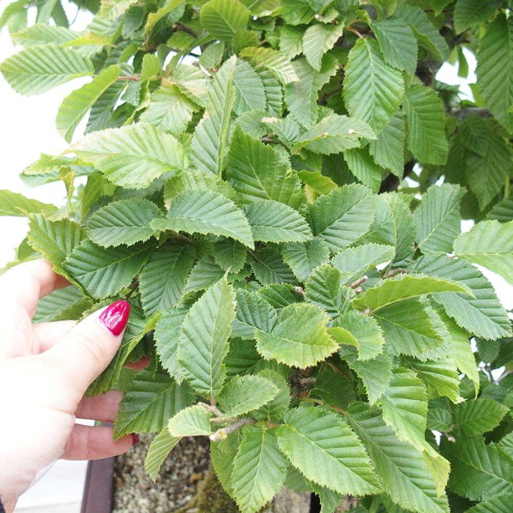 Bonsái de exterior - Carpe - Carpinus betulus