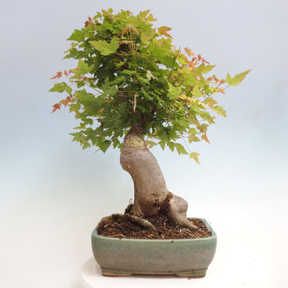 Bonsai de exterior - Acer Buergerianum - Arce hamburgués