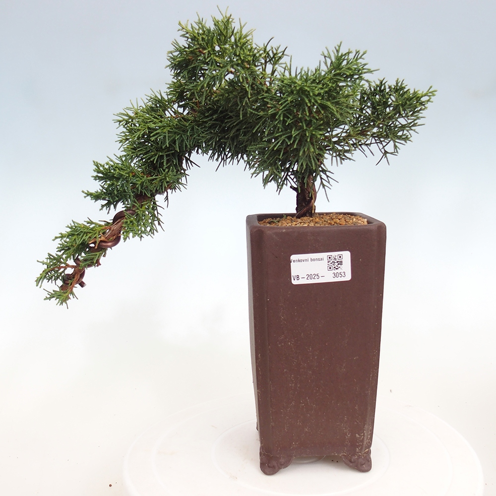 Bonsái de exterior - Juniperus chinensis Kishu