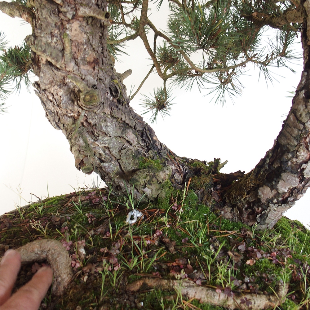 Yamadori - Pinus sylvestris España