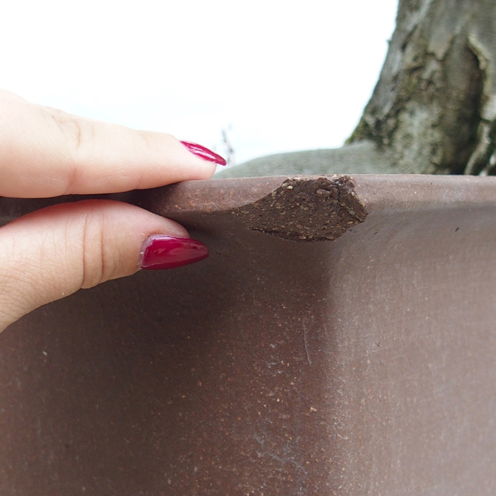 Bonsái de exterior - Carpe - Carpinus betulus