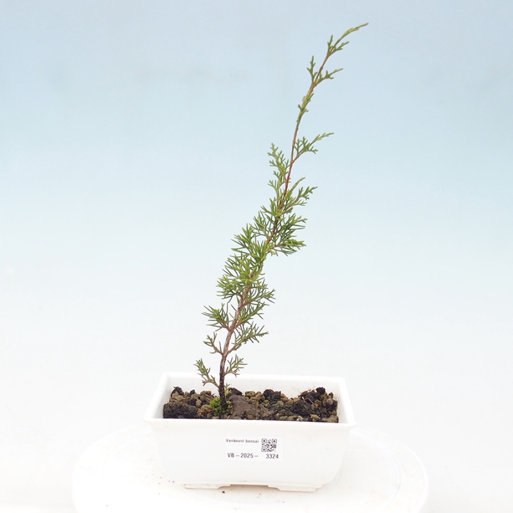 Bonsái de exterior - Juniperus chinensis Itoigawa