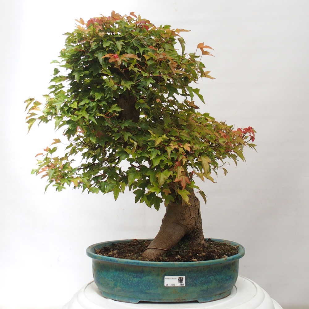 Bonsai de exterior - Acer Buergerianum - Arce hamburgués