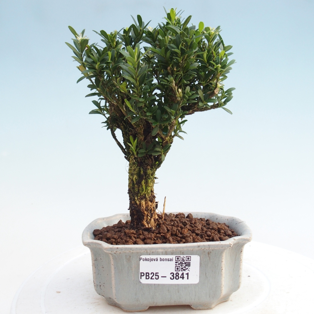Bonsái de habitación - Buxus harlandii - buxus de corcho