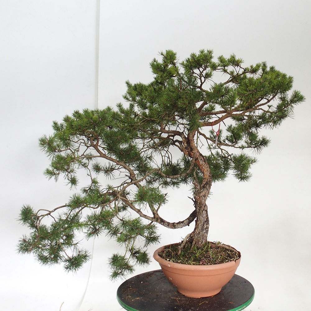 Yamadori - Pinus sylvestris España