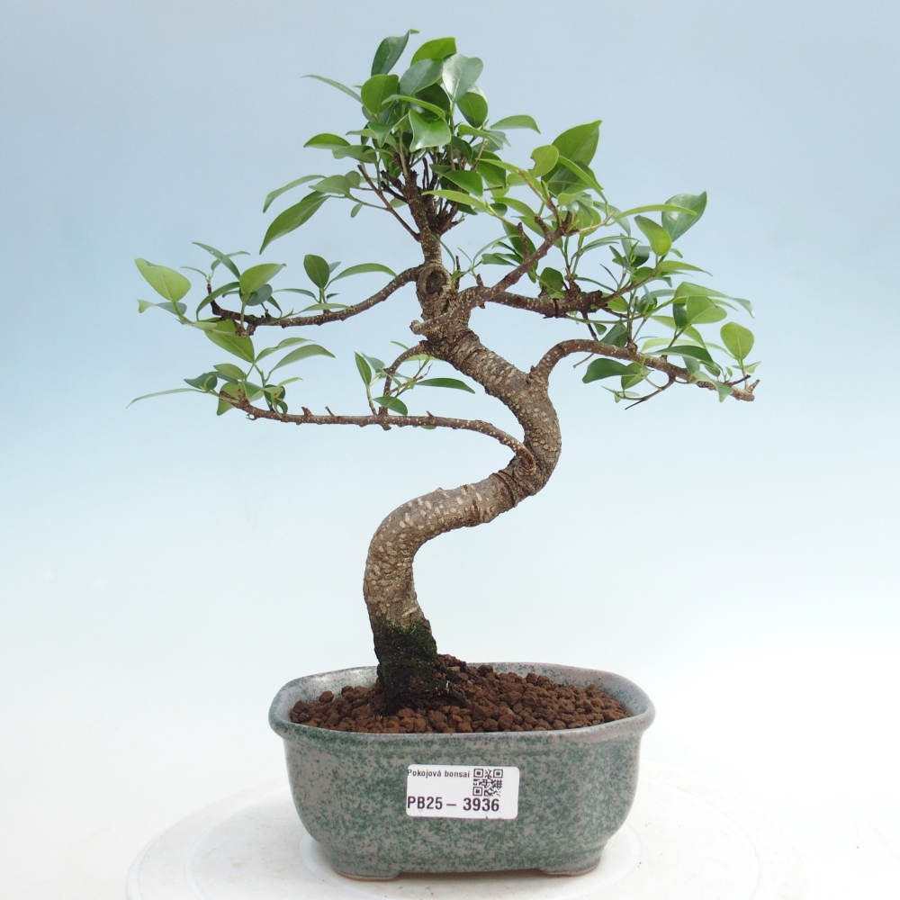 Bonsái de habitación - Ficus retusa - ficus de hoja pequeña