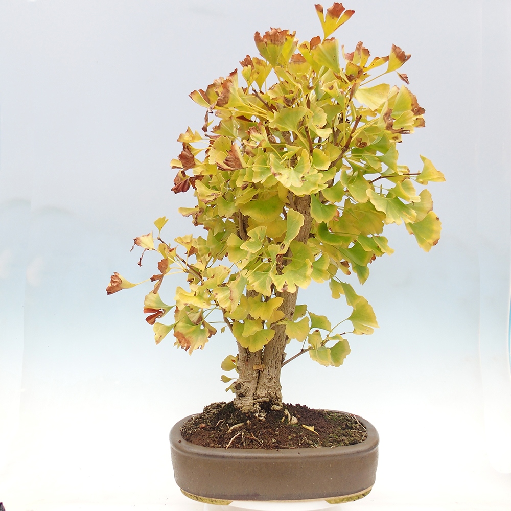 Bonsai de exterior - Ginkgo biloba - Ginkgo biloba