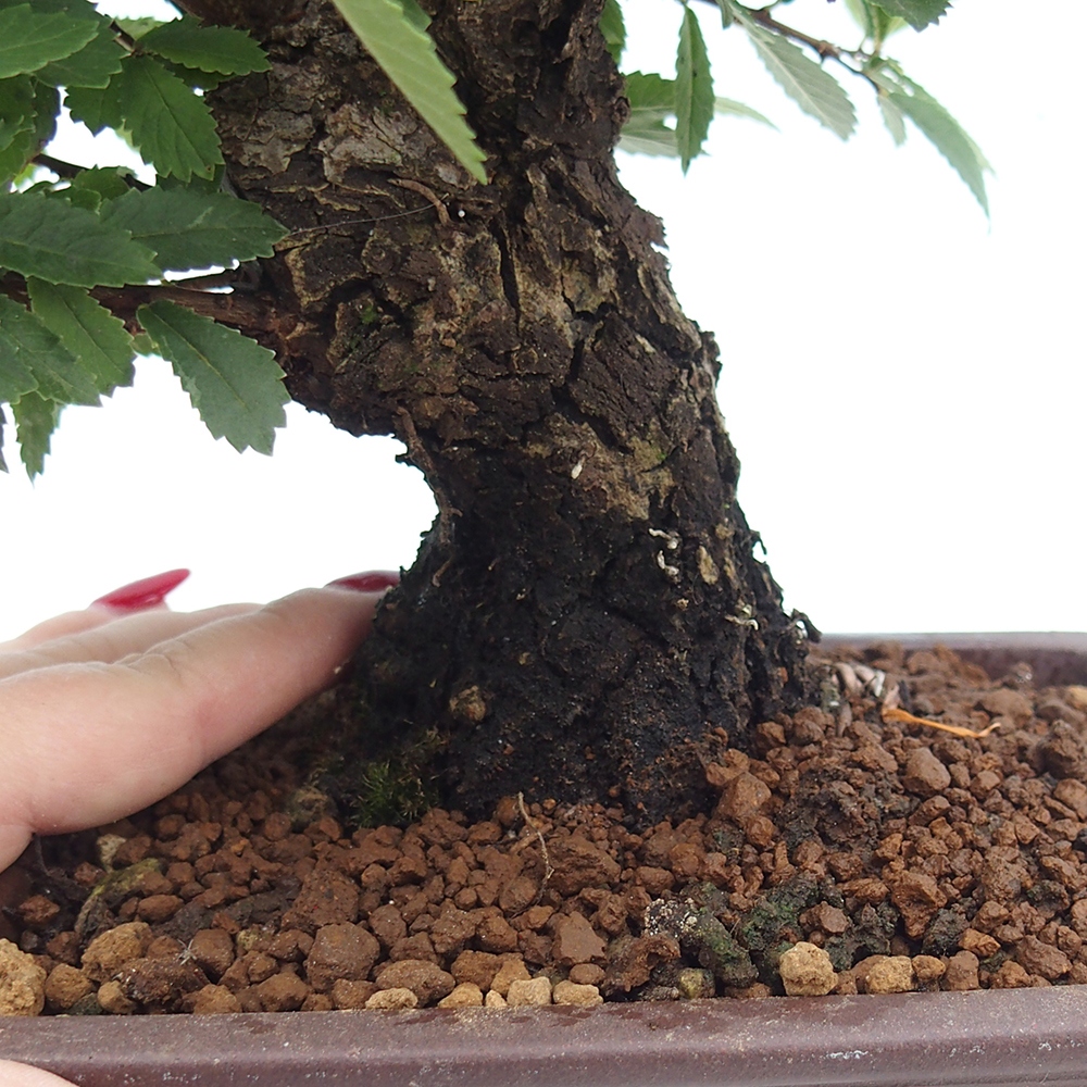 Bonsai de exterior - Zelkova - Zelkova NIRE