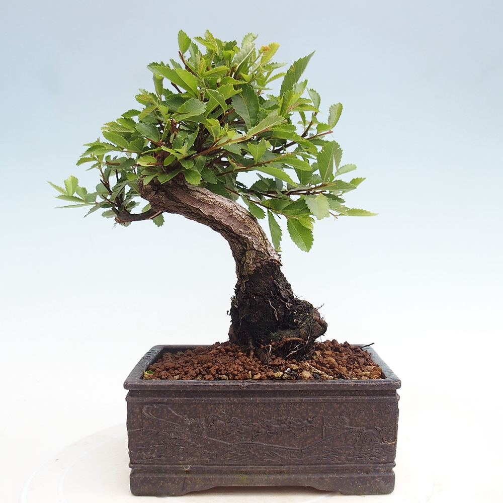 Bonsai de exterior - Zelkova - Zelkova NIRE