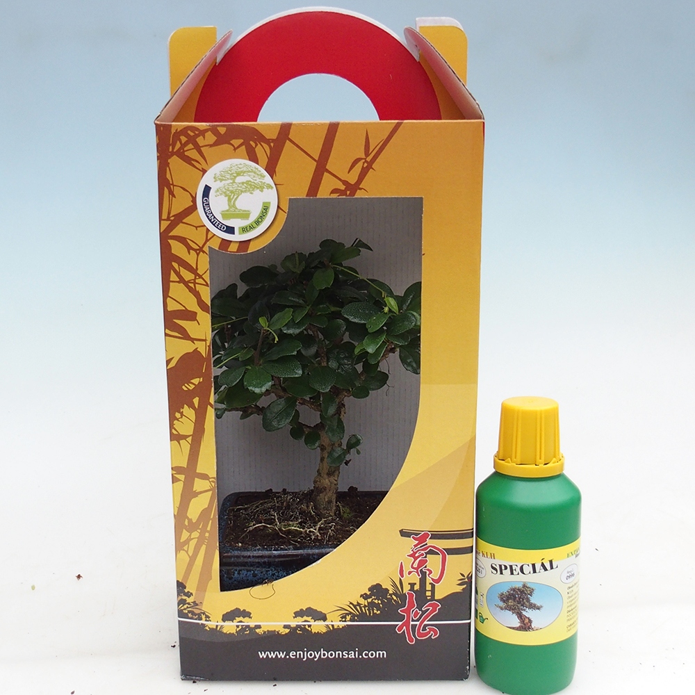 Bonsái de habitación en caja de regalo Carmona microphylla - Tea fuki
