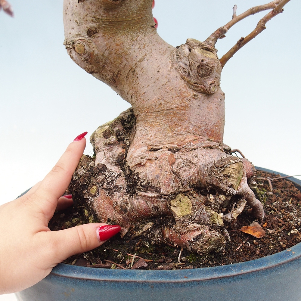 Bonsái de exterior -Malus halliana - Manzano de fruto pequeño