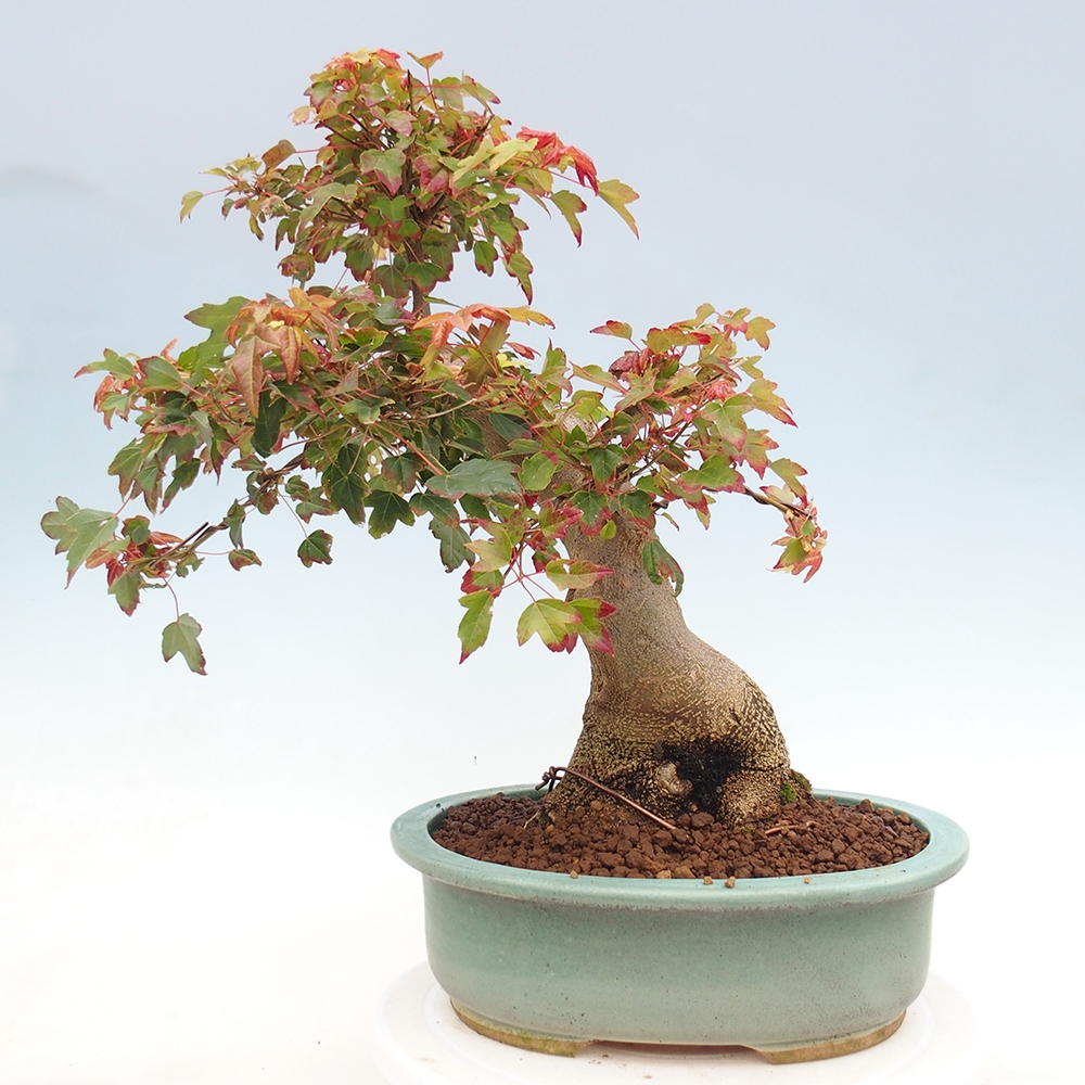 Bonsai de exterior - Acer Buergerianum - Arce hamburgués