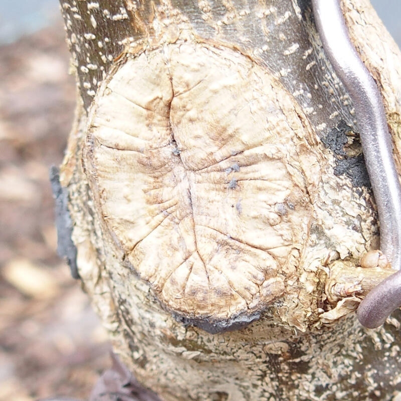 Cu-pasta 500 g para coníferas