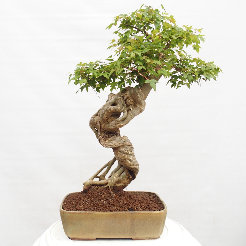 Bonsai de exterior - Acer Buergerianum - Arce hamburgués