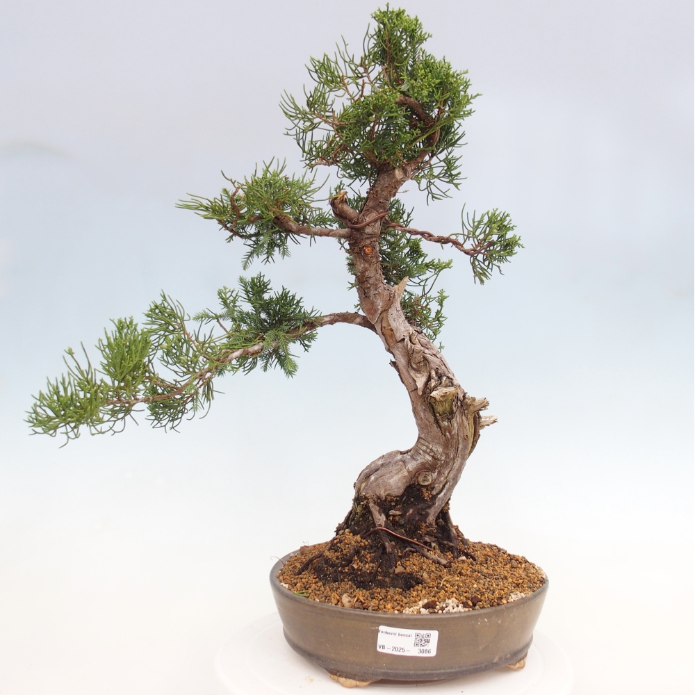 Bonsái de exterior - Juniperus chinensis Itoigawa