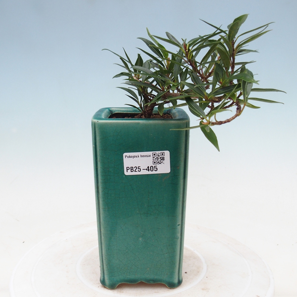 Bonsái de habitación - Ficus nerifolia - ficus de hoja pequeña