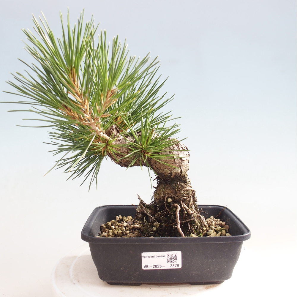 Bonsái de exterior - Pinus thunbergii - Pino Thunberg