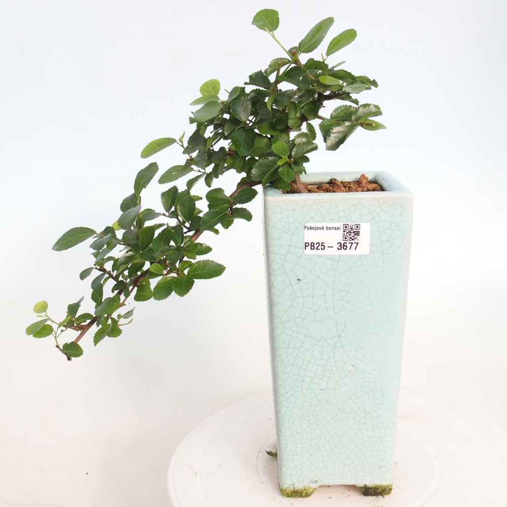 Bonsái de interior - Grewia occidentalis - Estrella de mar lavanda