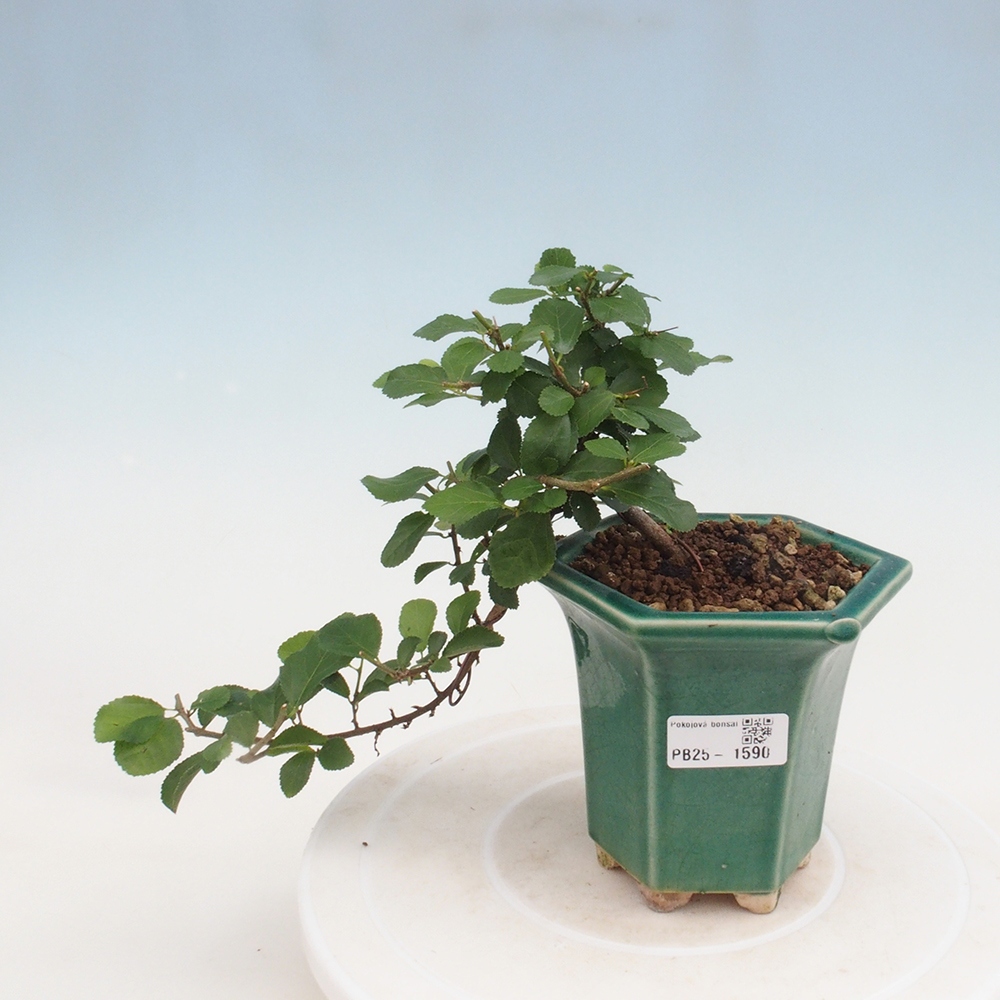 Bonsái de interior - Grewia occidentalis - Estrella de mar lavanda