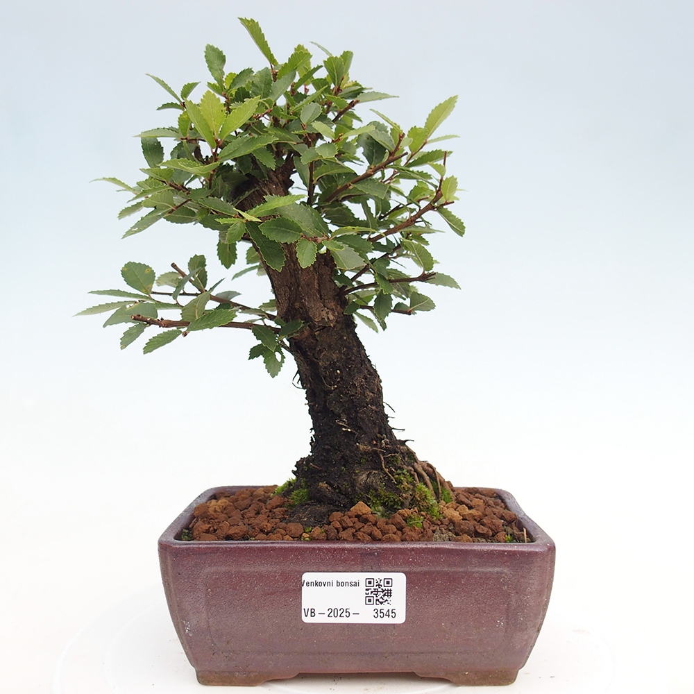 Bonsai de exterior - Zelkova - Zelkova NIRE