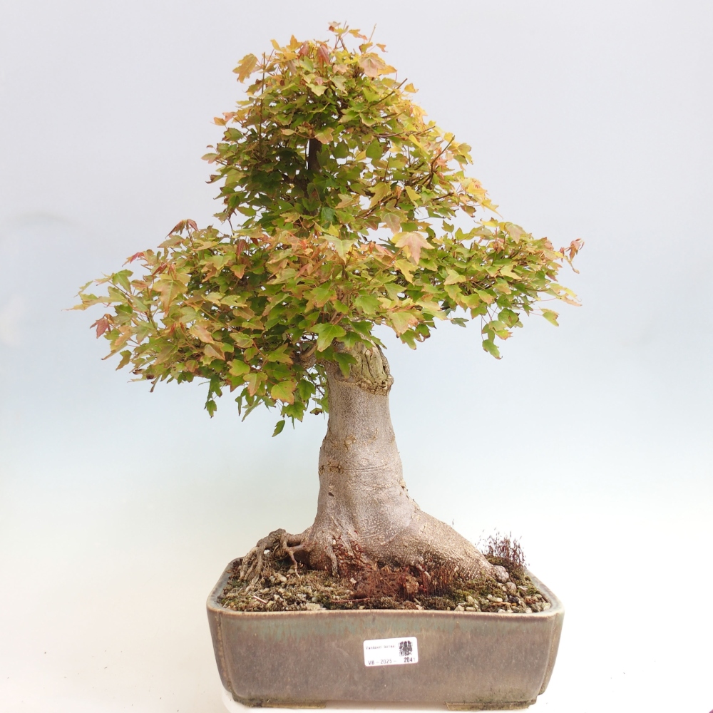 Bonsai de exterior - Acer Buergerianum - Arce hamburgués