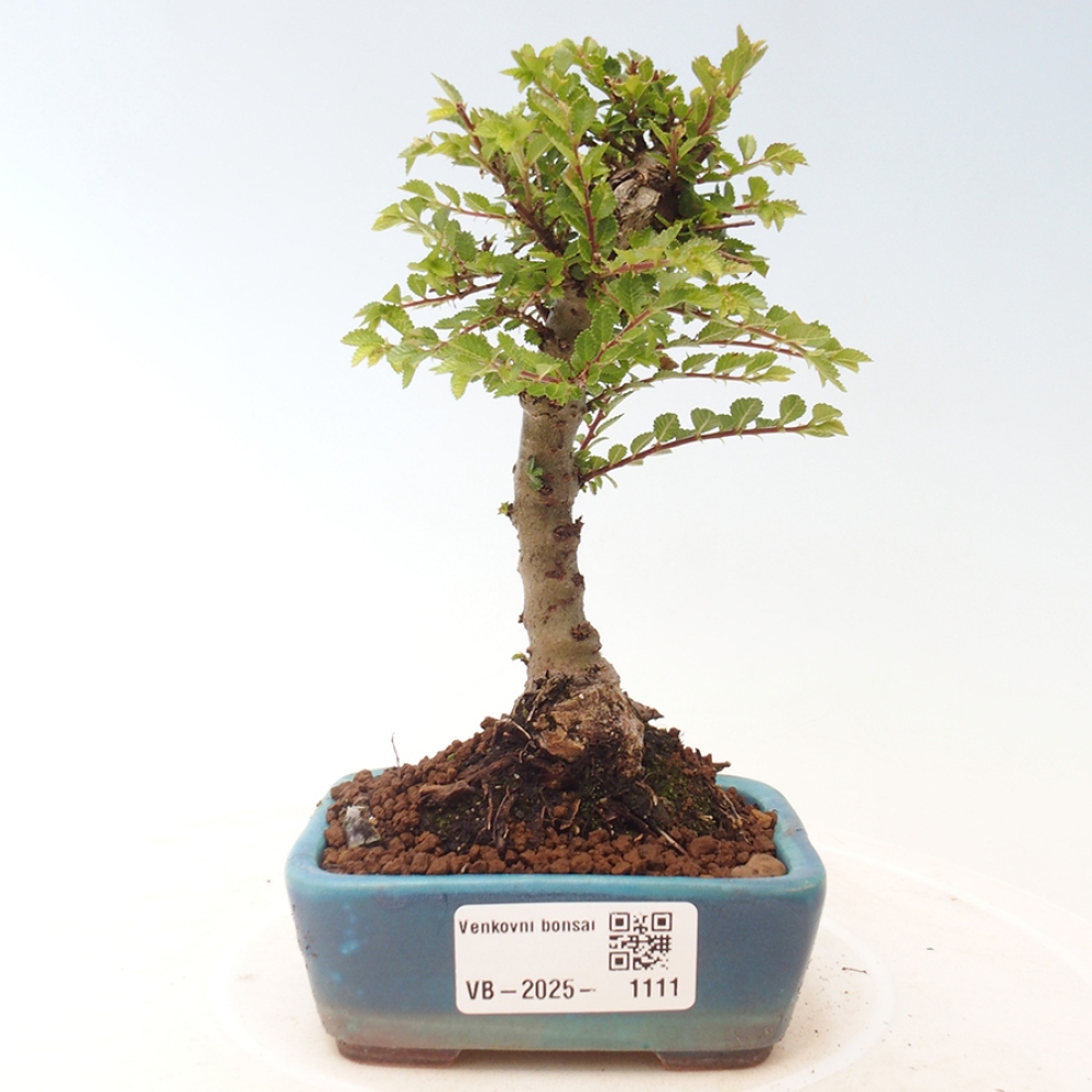 Bonsai de exterior - Ulmus parvifolia Sagei - Olmo de hoja pequeña