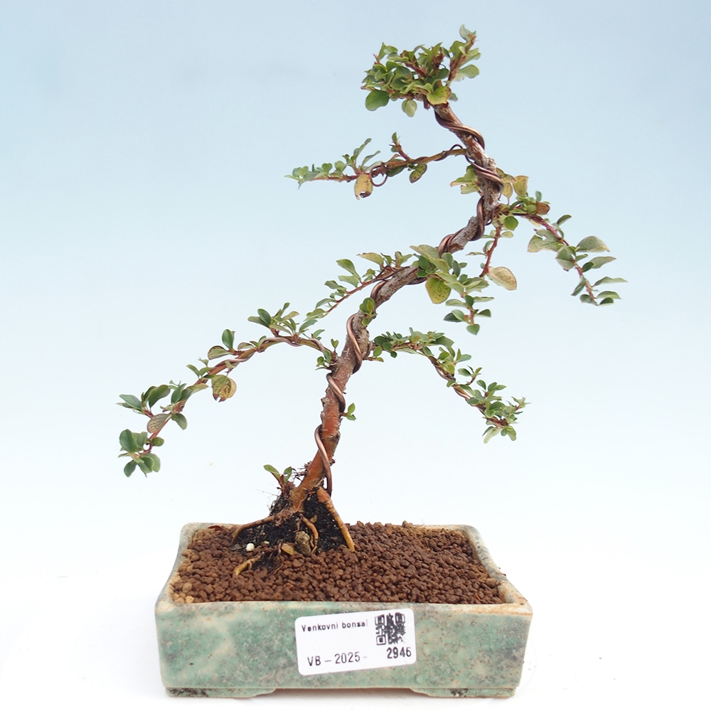 Bonsai de exterior - Cotoneaster horizontalis - Montañas Rocosas