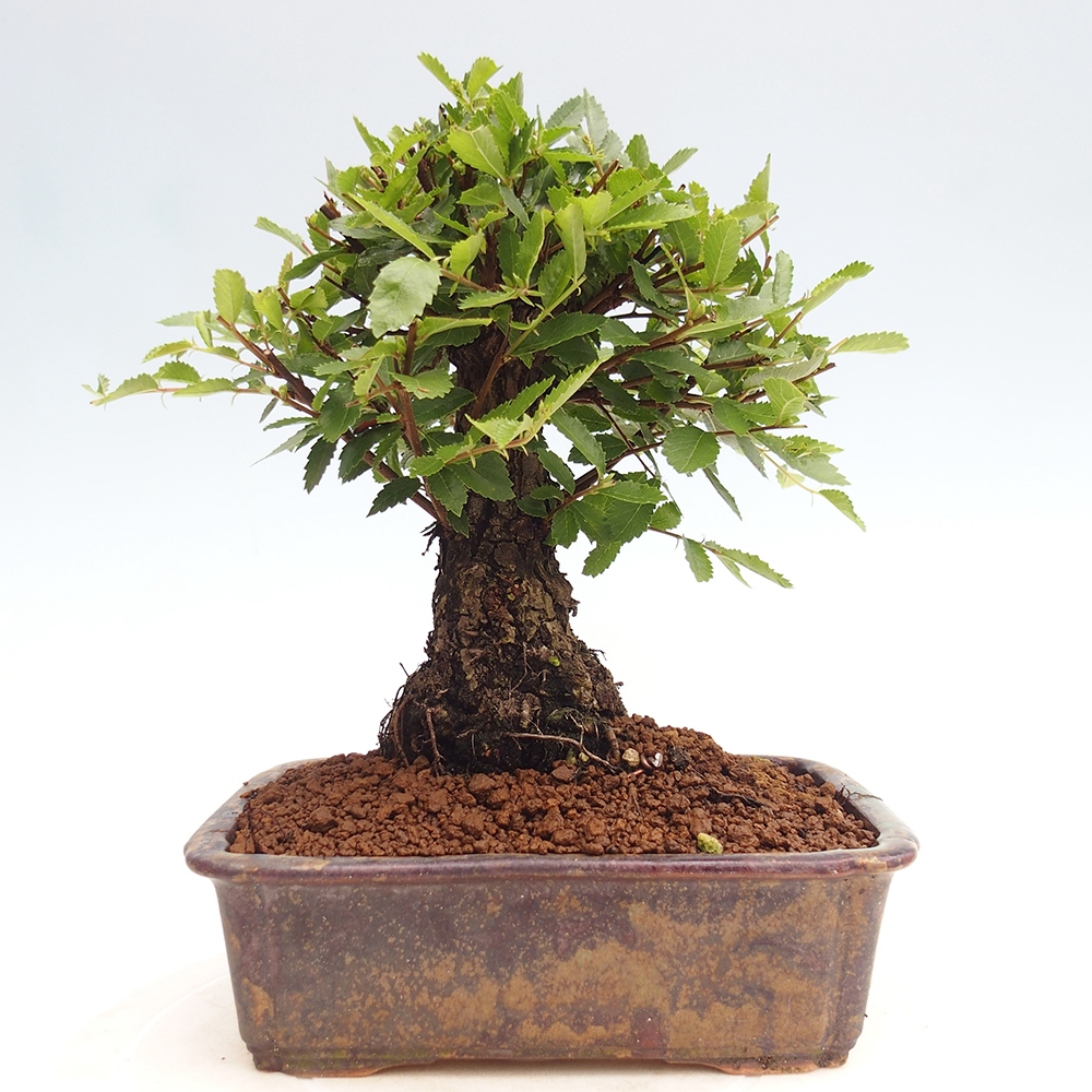 Bonsai de exterior - Zelkova - Zelkova NIRE