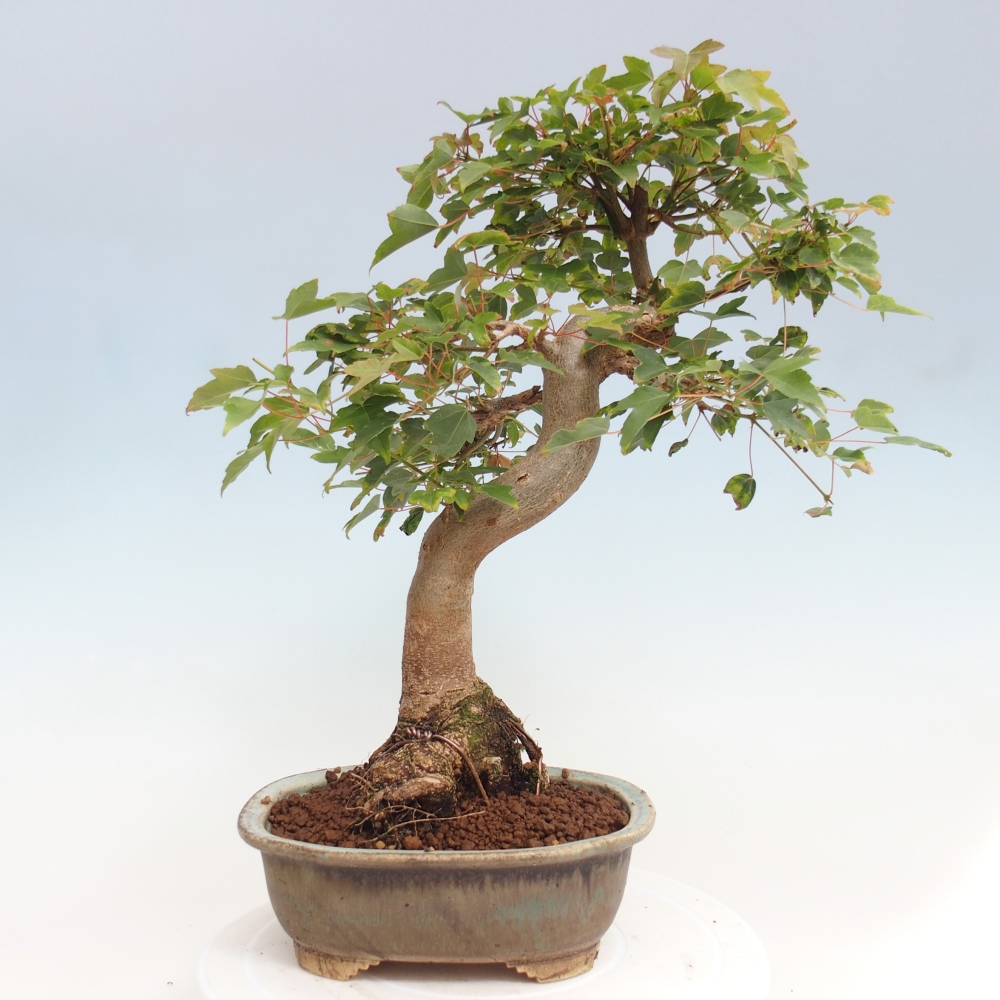 Bonsai de exterior - Acer Buergerianum - Arce hamburgués