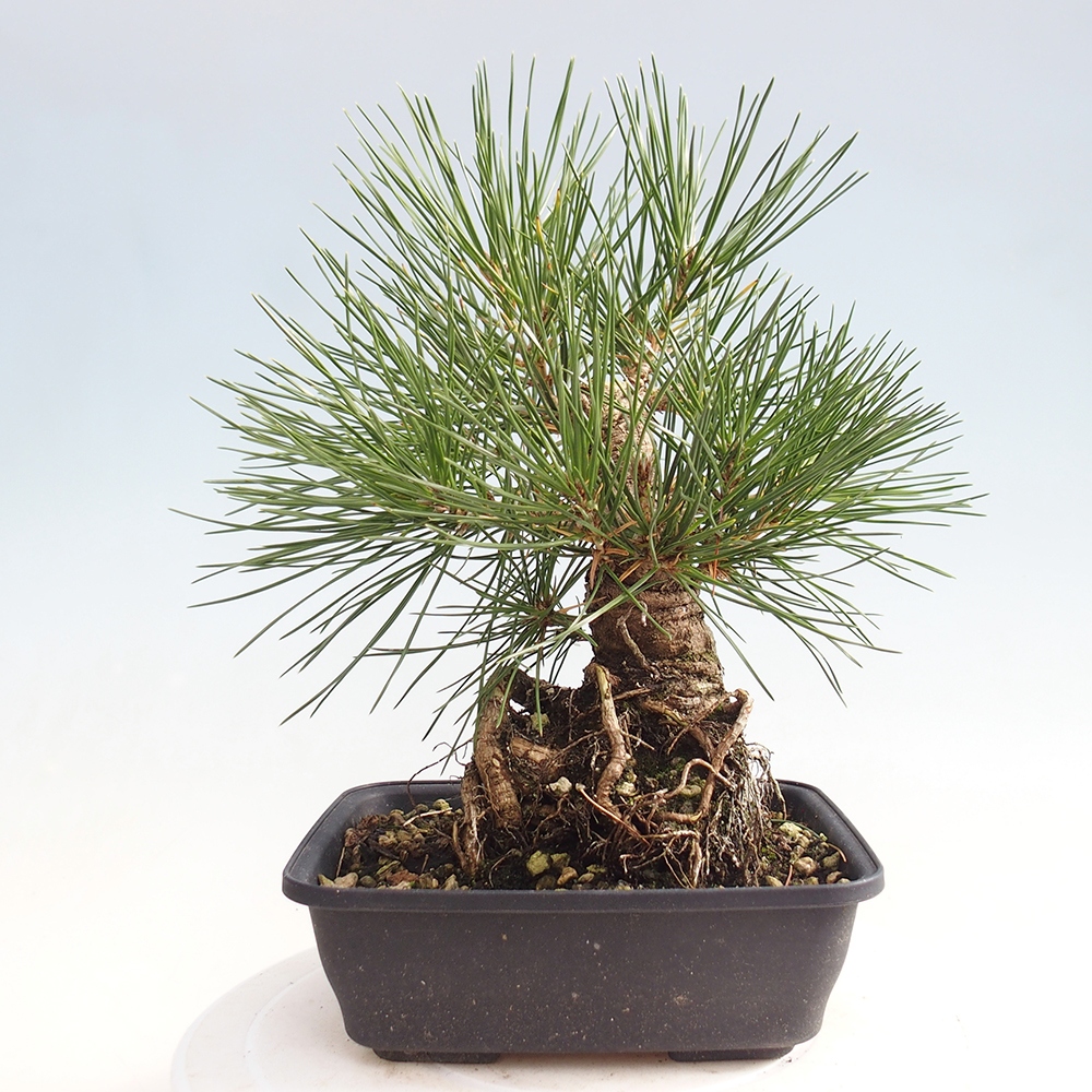 Bonsái de exterior - Pinus thunbergii - Pino Thunberg