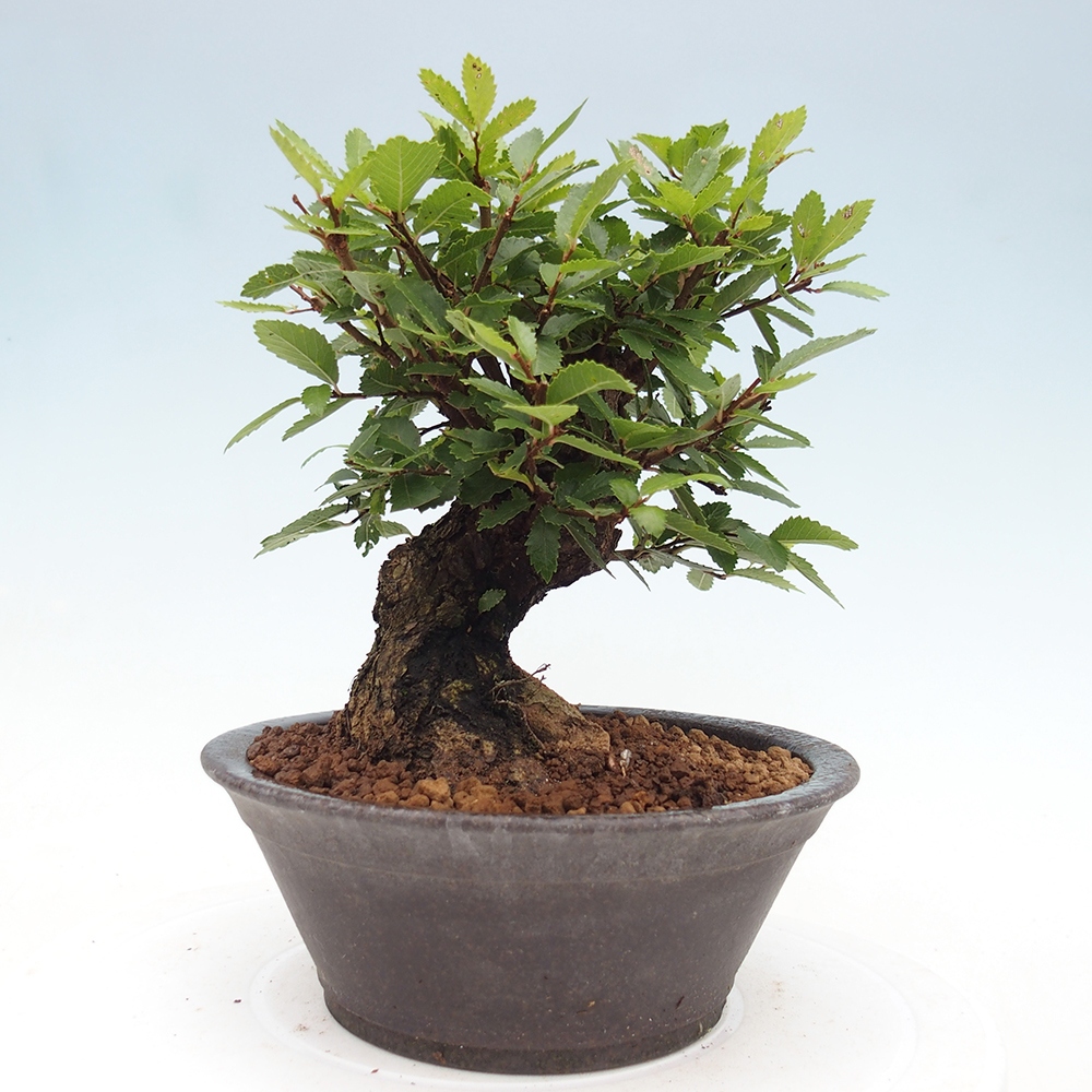 Bonsai de exterior - Zelkova - Zelkova NIRE